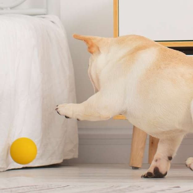 犬 おもちゃ ボール | ワンちゃん喜ぶスポーツボールセット